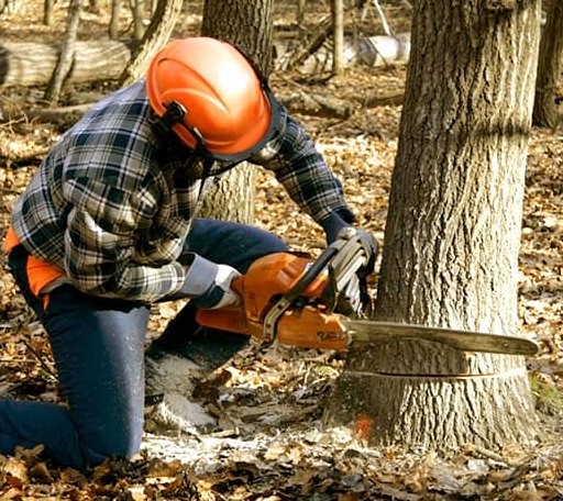 Tree Removal in Chickamauga, GA